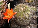 lobivia-maximiliana-var-sicuaniensis