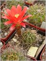 lobivia-maxmiliana-var-caespitosa-1