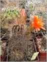lobivia-maxmiliana-var-caespitosa-2
