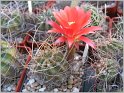 lobivia-maxmiliana-var-caespitosa-4