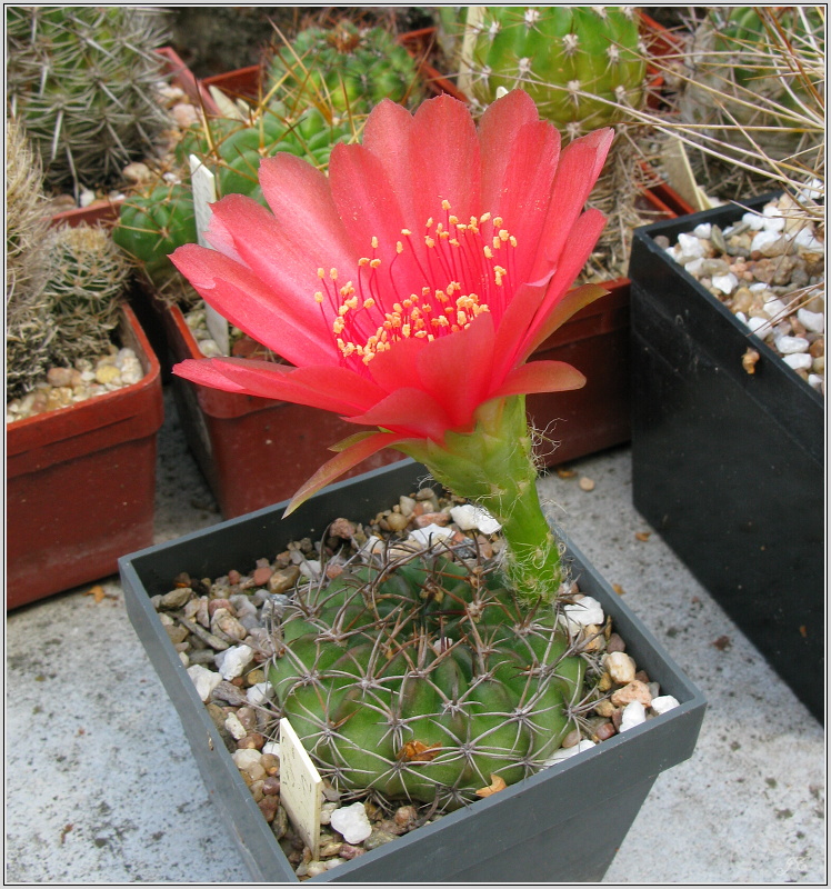 lobivia-pojoensis.JPG