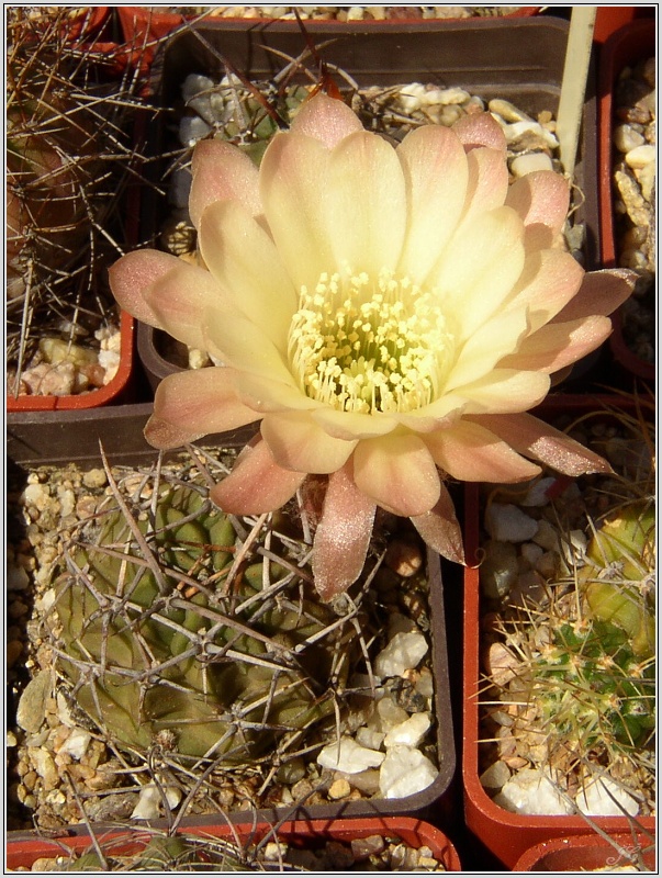 lobivia-pugionacantha-var-cornuta-wr100-1.jpg