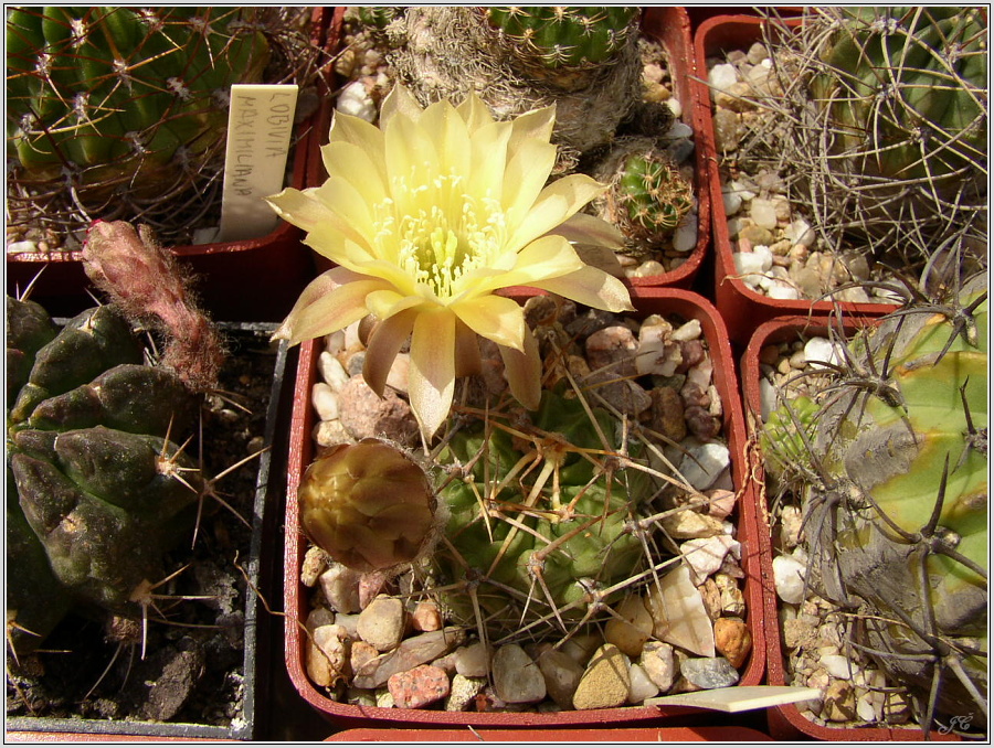 lobivia-pugionacantha-var-cornuta-wr100-2.JPG
