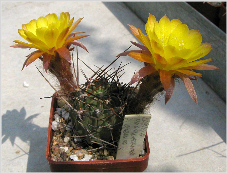 lobivia-pugionacantha-var-cornuta-wr100-3.JPG