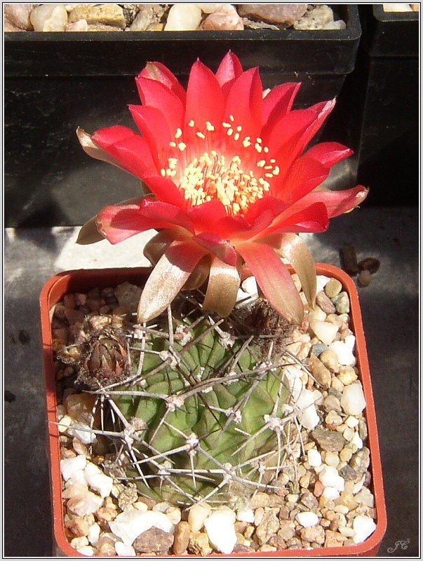 lobivia-pugionacantha-var-corrugata-wr176.jpg
