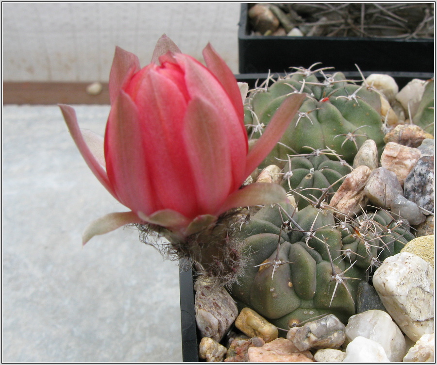 lobivia-pugionacantha-var-salitrensis-wr636-2.JPG