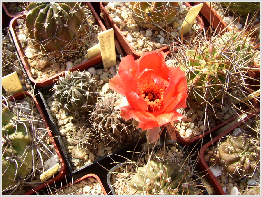 lobivia-pugionacantha-var-salitrensis-wr636.JPG