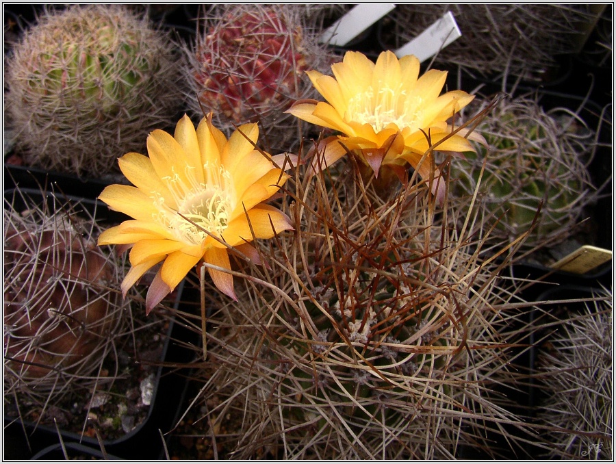lobivia-pugionacantha-var-versicolor-wr299.jpg