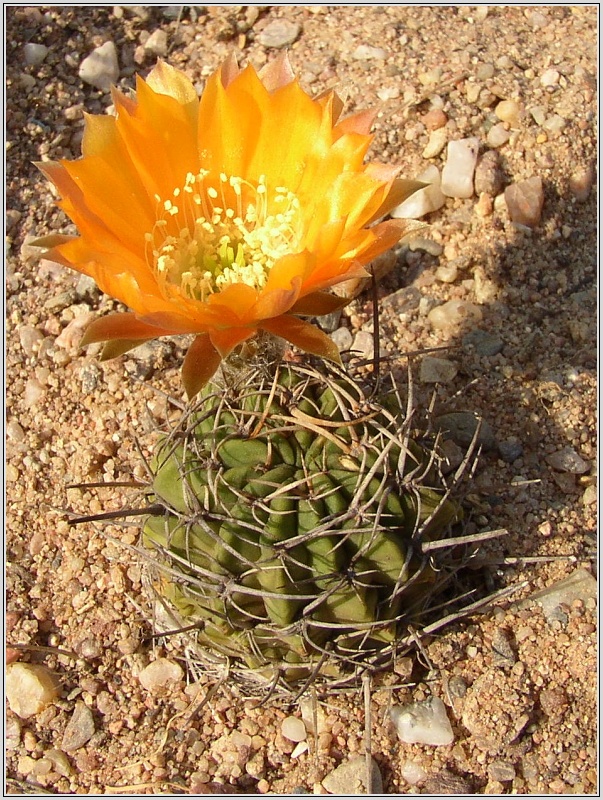 lobivia-pugionacantha-wr92.jpg