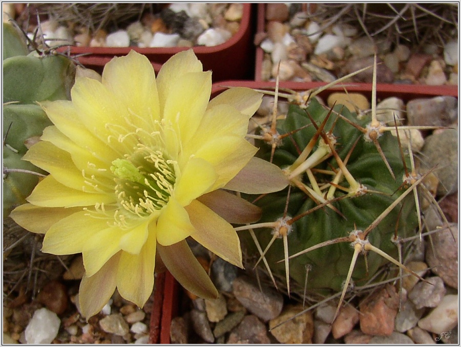 lobivia-pugionacantha.jpg