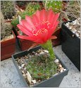 lobivia-pojoensis