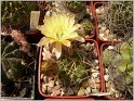 lobivia-pugionacantha-var-cornuta-wr100-2
