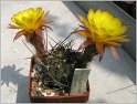 lobivia-pugionacantha-var-cornuta-wr100-3
