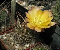 lobivia-pugionacantha-var-cornuta-wr100-4