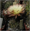 lobivia-pugionacantha-var-cornuta-wr100-5