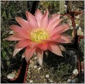 lobivia-pugionacantha-var-corrugata-wr176-2