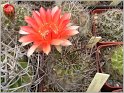 lobivia-pugionacantha-var-culpinensis