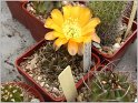 lobivia-pugionacantha-var-flava