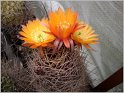 lobivia-pugionacantha-var-rossii