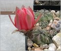 lobivia-pugionacantha-var-salitrensis-wr636-2
