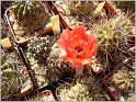 lobivia-pugionacantha-var-salitrensis-wr636