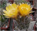 lobivia-pugionacantha-var-versicolor-se106