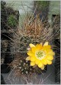 lobivia-pugionacantha-var-versicolor-wr299-2