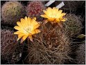 lobivia-pugionacantha-var-versicolor-wr299