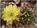 lobivia-pugionacantha