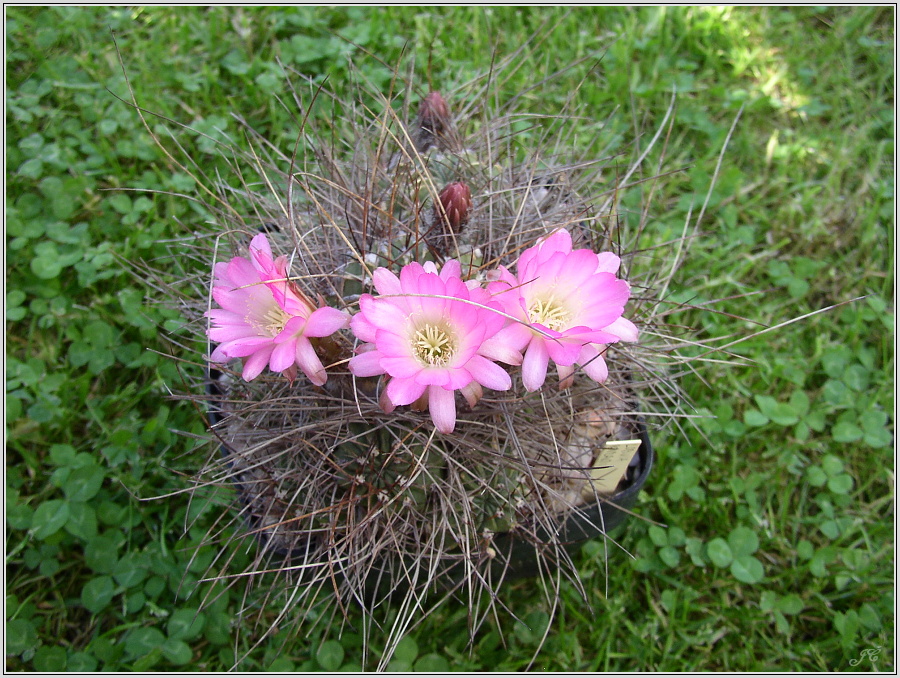 lobivia-pentlandii-09.JPG