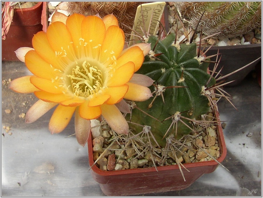 lobivia-pentlandii-12.jpg