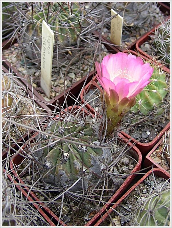 lobivia-pentlandii-f-argentea02.jpg