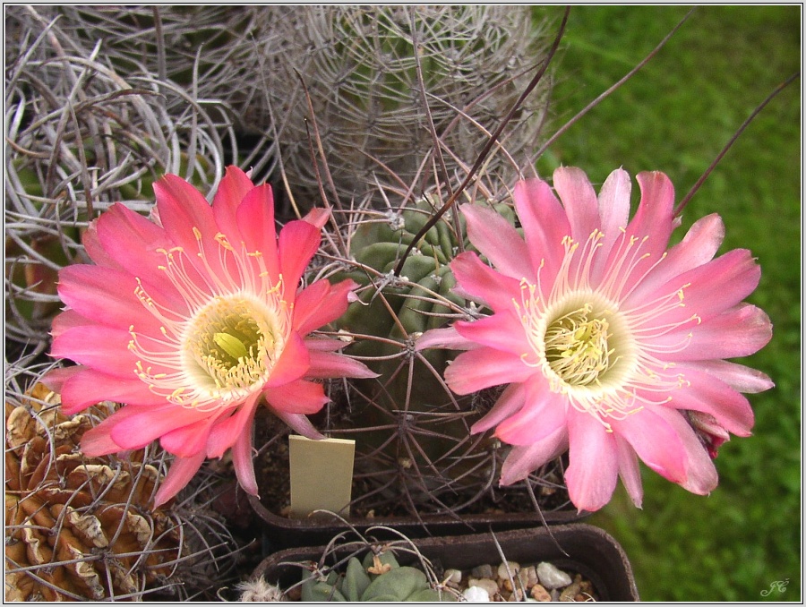 lobivia-pentlandii-f-boliviensis-05.jpg