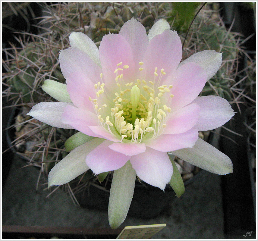 lobivia-pentlandii-f-boliviensis-07.JPG