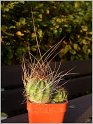lobivia-pentlandii-f-boliviensis-03