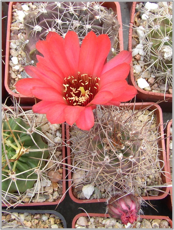 lobivia-saltensis-1.jpg