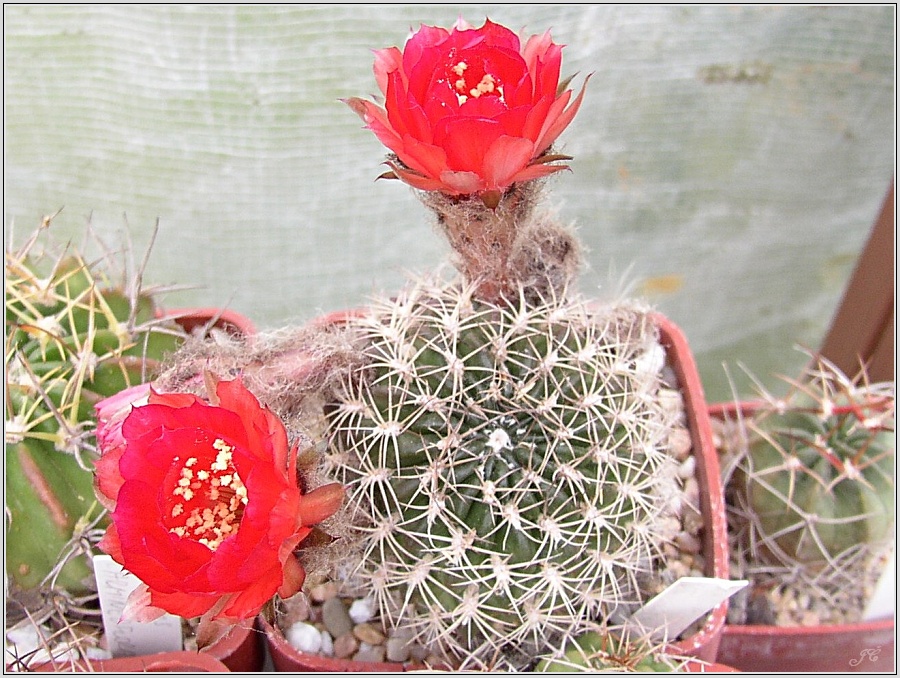 lobivia-sanguiniflora-f-cachensis.jpg