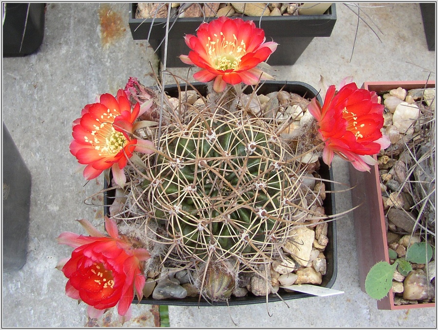 lobivia-sanguiniflora-va-duursmaiana.jpg