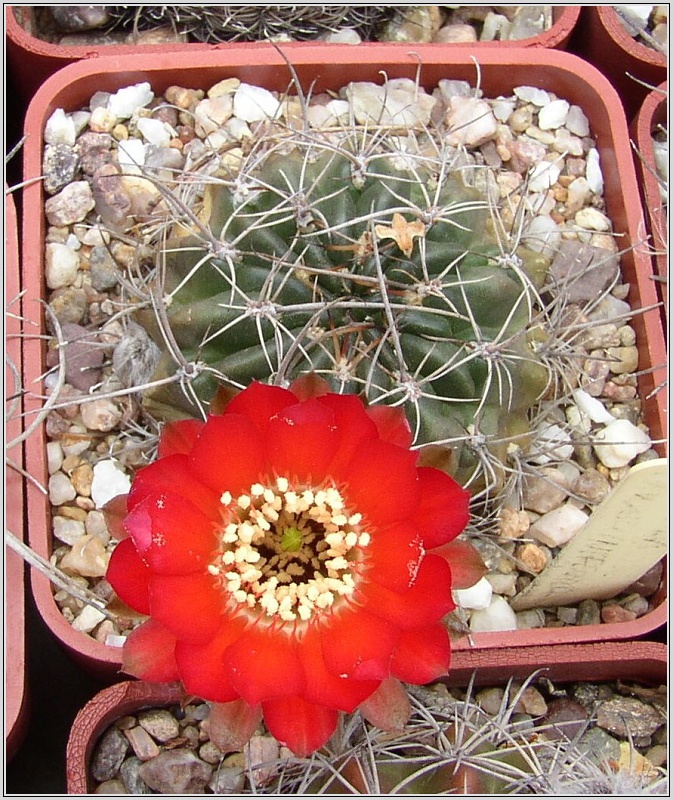 lobivia-sanguiniflora-var-breviflora-2.jpg
