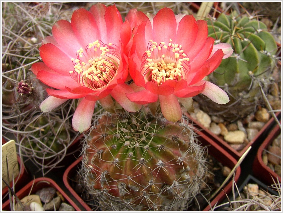 lobivia-sanguiniflora-var-breviflora.jpg