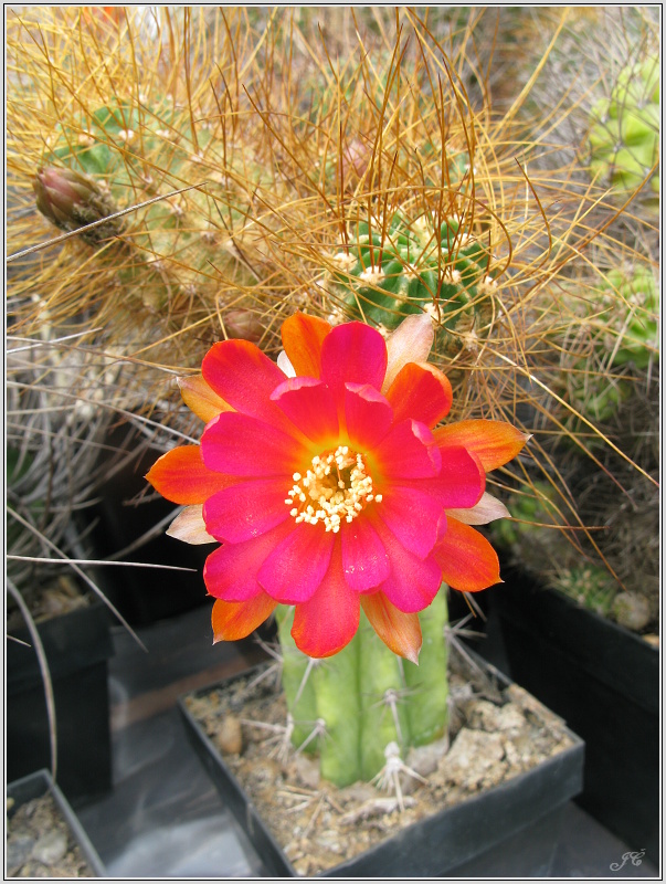 lobivia-schieliana-var-leptacantha-2.JPG