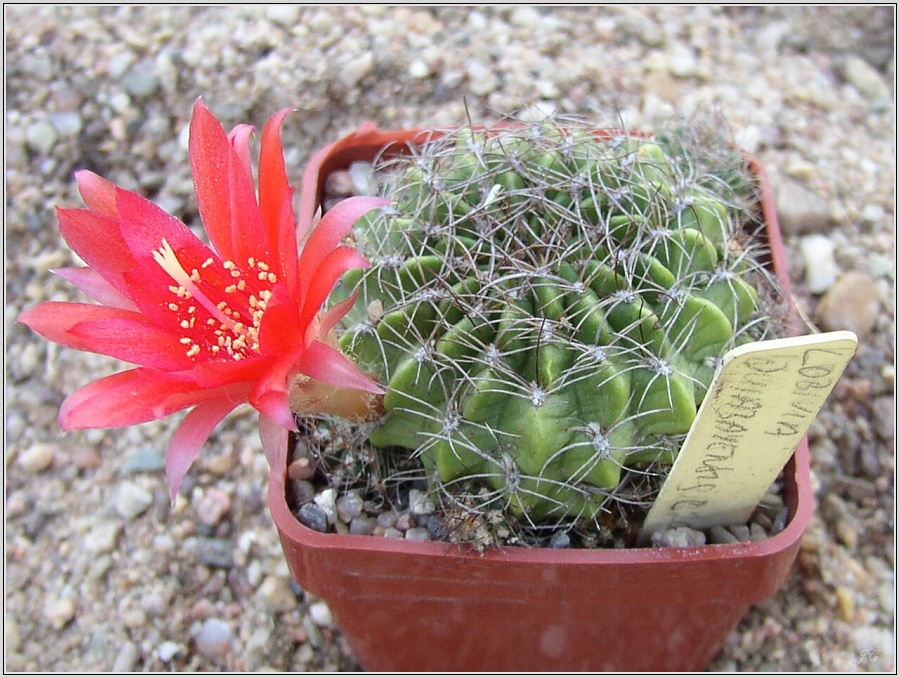 lobivia-schieliana-var-quiabayensis3.jpg