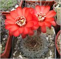 lobivia-saltensis-var-multicostata-wr662-2