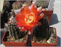 lobivia-saltensis-var-zappalarensis