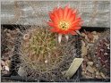 lobivia-sanguiniflora-1