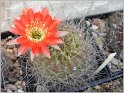 lobivia-sanguiniflora-2