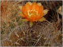 lobivia-sanguiniflora-3