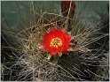 lobivia-sanguiniflora-4