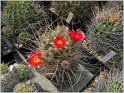 lobivia-sanguiniflora-5