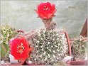 lobivia-sanguiniflora-f-cachensis